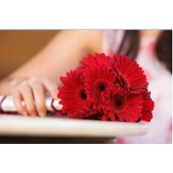 Gerbera Bouquet
